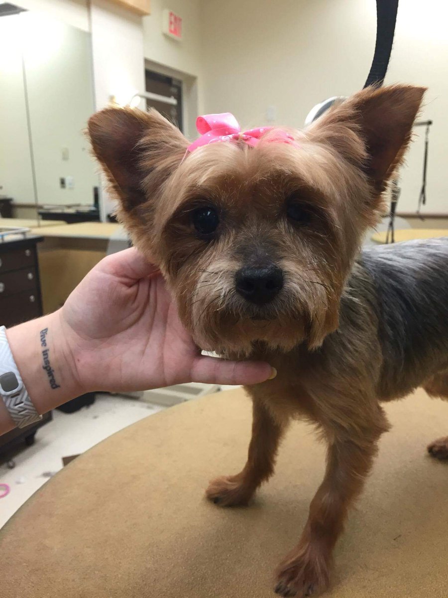 Petsmart1167 tweet media