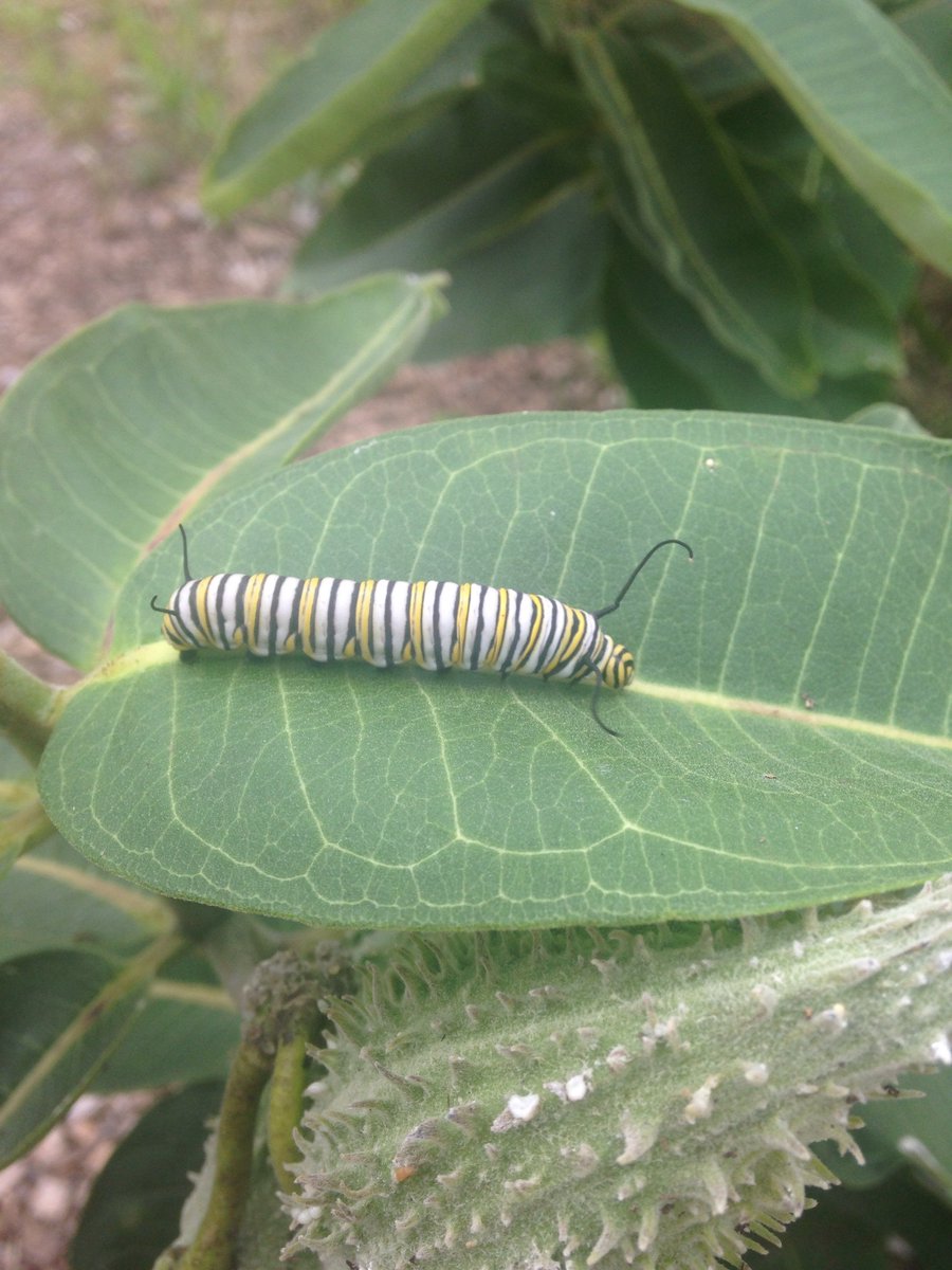 Douglas Stotz tweet media