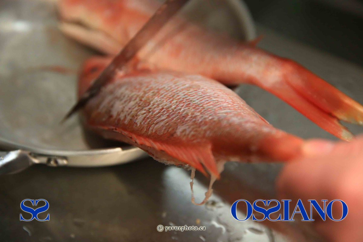 OssianoCuisine's tweet photo. We're sofishticated! #Puns #Punny #Fish #Seafood #Bright #Colourful #Ossiano #Gourmet #MtlFoodies https://t.co/d6rfVDgEqt