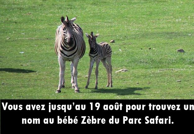 Parc Safari Concours Nomme Un Bebe Zebre Sur Notre Page Facebook