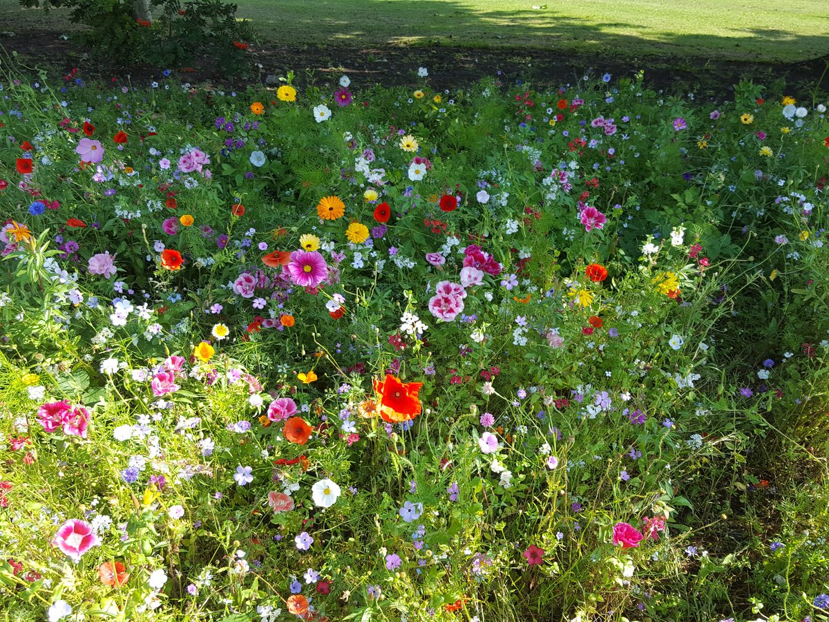 Take a walk in the sunshine and take time to smell the flowers#Remembrance Way