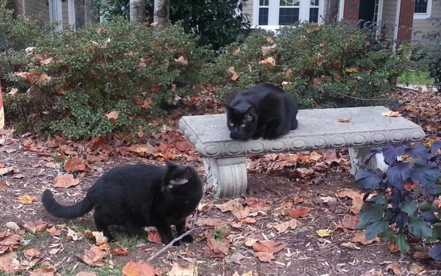 We appreciate our two black kitties Batman and Robin everyday and not just on #blackcatappreciationday