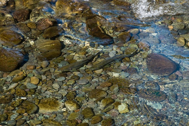Conserve_WA's tweet photo. Looking back on our trail work on the Olympic Peninsula for ppl & salmon. https://t.co/g19tJ7HmTT #TrailsTogether https://t.co/h3GgCijvGr