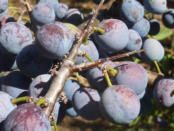 PacharanBlog's tweet image. ¿Cuándo hay que recoger las endrinas?  Todavía es muy pronto, hay que esperar al otoño.
elblogdelpacharan.blogspot.com/2014/08/cuando…