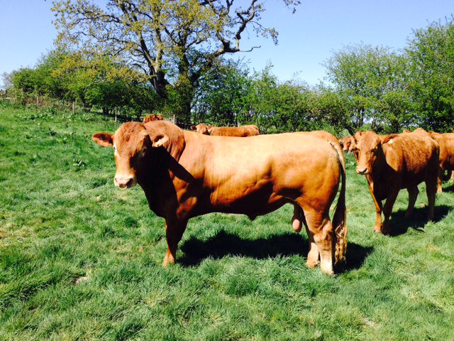 FarmersOfTheUK's tweet photo. More on cows tomorrow @Southdevons_ @Langhamherd https://t.co/qFxO9L87iU