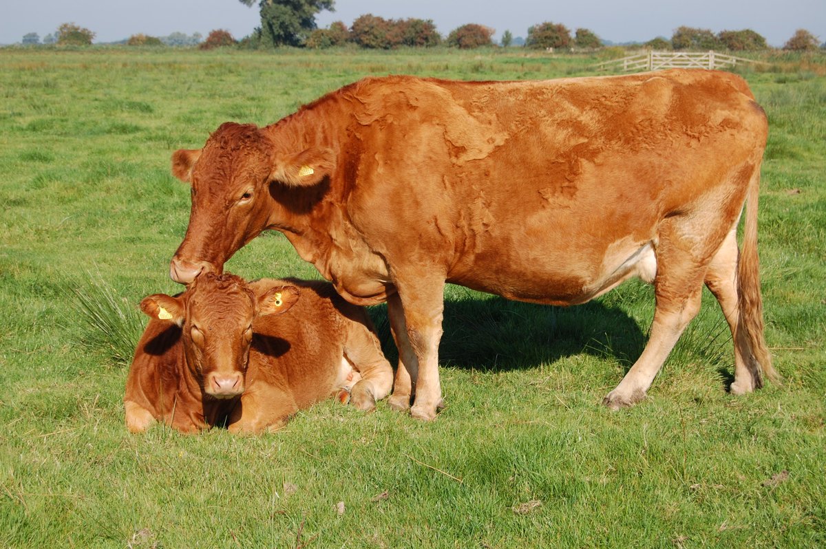 FarmersOfTheUK's tweet photo. More on cows tomorrow @Southdevons_ @Langhamherd https://t.co/qFxO9L87iU