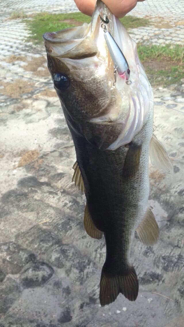 SouthernAngling's tweet image. Down sizing your bait like this jerk bait is a great finesse presentation that still allows you to cover water.