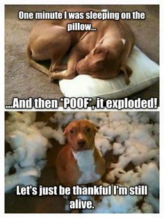 funnyanimals298's tweet photo. https://t.co/cGXmj8MeBl