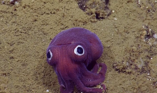 science's tweet photo. Purple stubby squid spotted off the coast of California by E/V Nautilus https://t.co/CaXs0smnCE https://t.co/y167ugjwM6