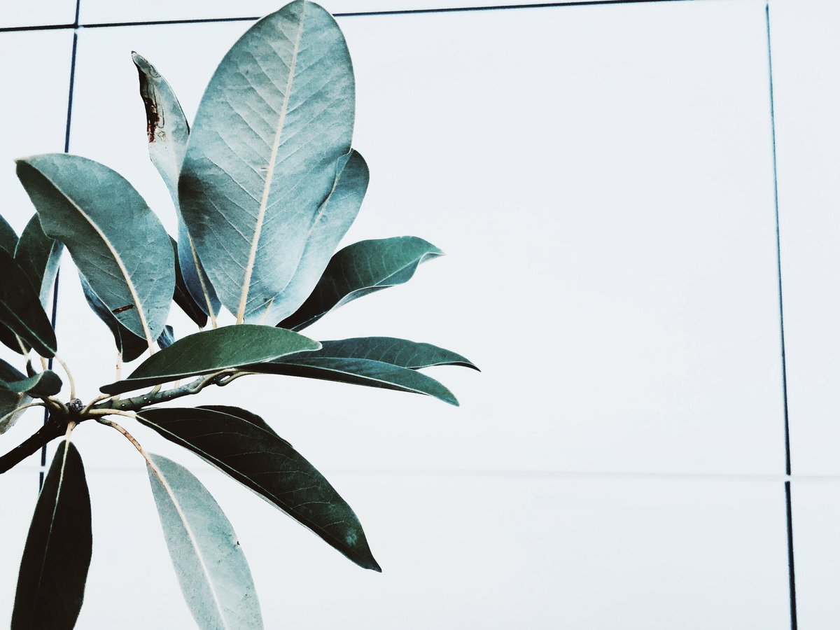 GERMANFITCHSONX's tweet image. 🌿🌑🌸🍂