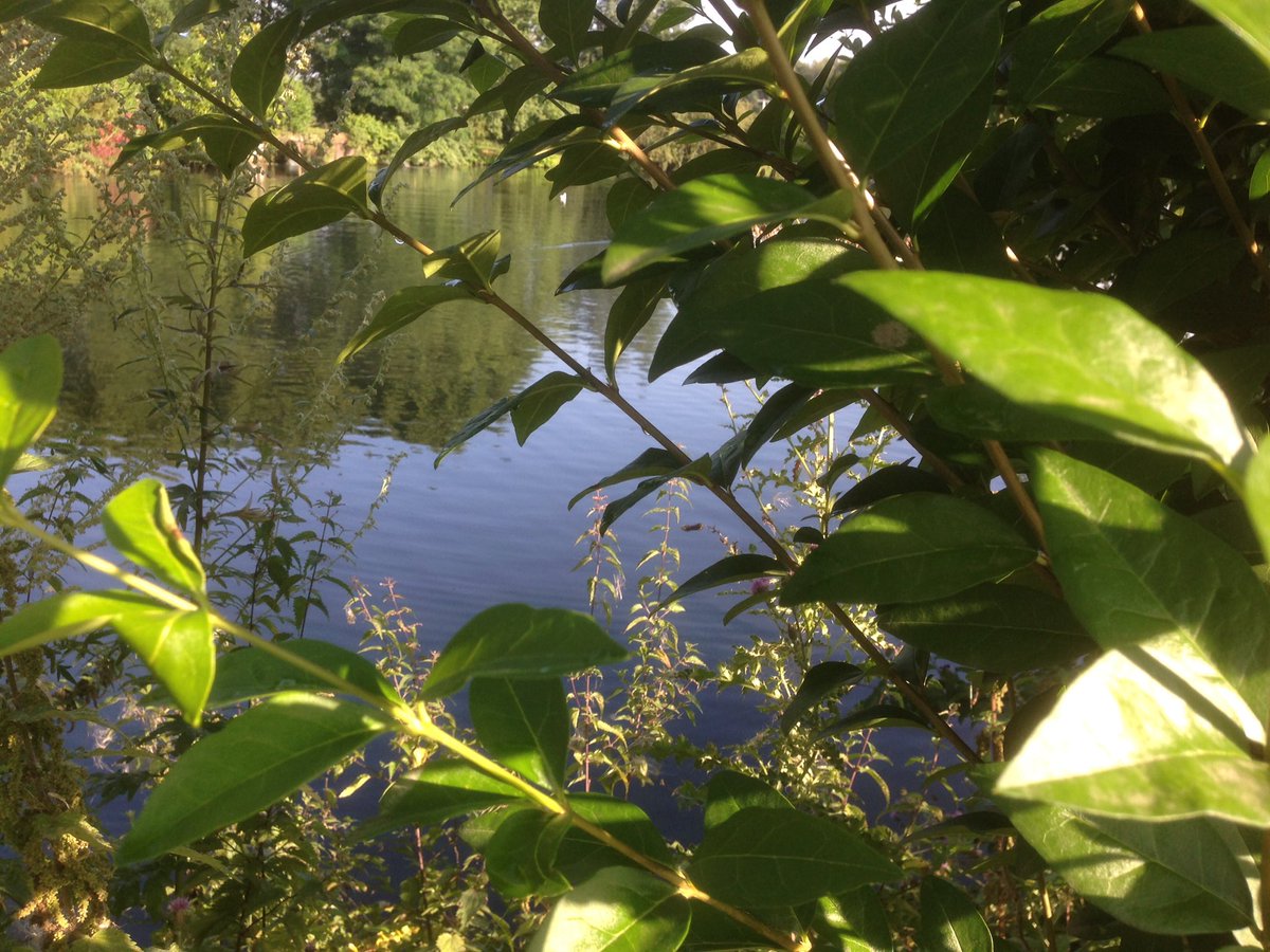 Sinlenoble (@sinlenoble) on Twitter photo 