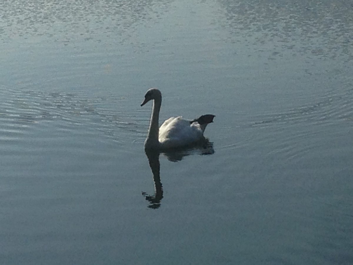 Sinlenoble (@sinlenoble) on Twitter photo 