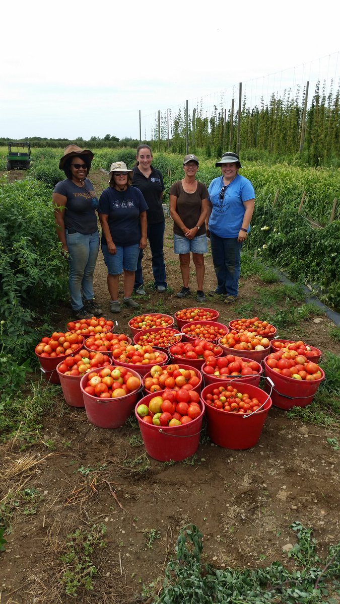 DTelenko's tweet photo. Tomato harvesting crew at CLEREL and the fruit of our labor @ccecornell @CornellVeg @GLVeg https://t.co/KNChJ1jjKB