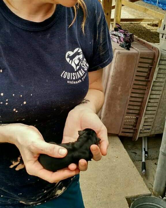 LASPCA's tweet photo. More than 600 animals being housed at Lamar-Dixon Expo Center. Read more: https://t.co/yY3SZXjh6h https://t.co/iIHyGJNqLU