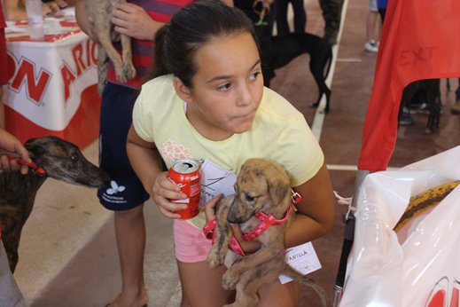 RESULTADOS Y FOTOS DEL MORFOLÓGICO DEL GALGO ESPAÑOL DE VALVERDE DE LEGANÉS. Badajoz
galgoes.com/valverdedelega…