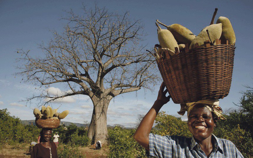 Interesting article on baobab plus recipe: buff.ly/2bs9ksC