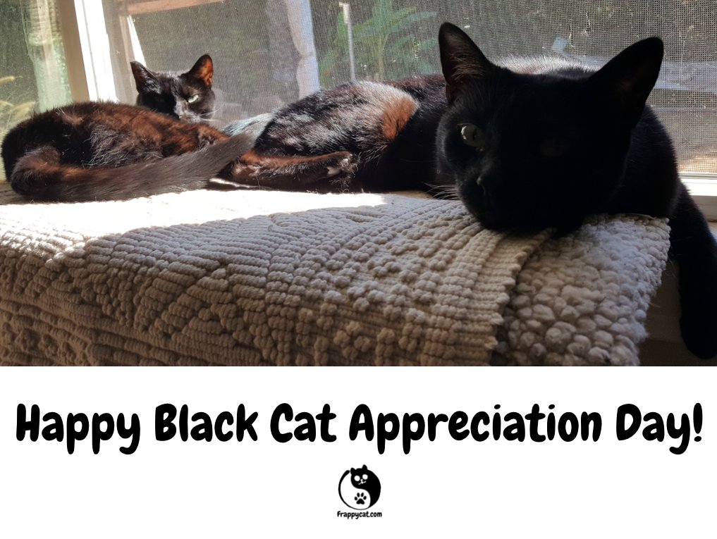 Frappycat's tweet photo. Celebrating Black Cat Day with my foster sister Mila and new brother Jesse. Happy Day, fellow #blackcats!
#frappycat https://t.co/jkOyWhfLhr