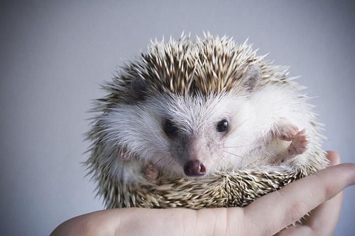 Cómo cuidar erizos de tierra animalesmascotas.com/como-cuidar-er…