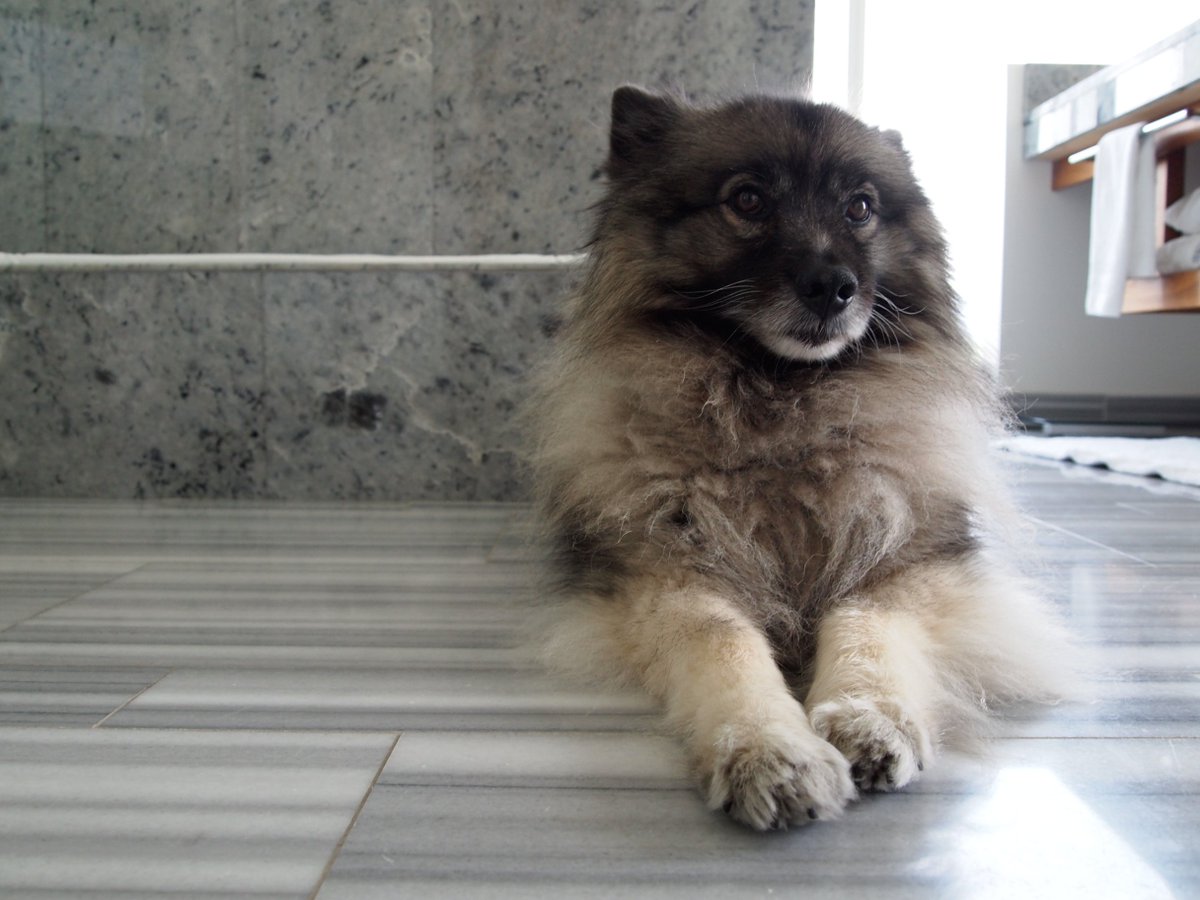 TripStyler's tweet photo. A6 We love traveling with our pup @mrnachoking -he's very hotel-behaved as long as he has a good walk! #ExpediaChat https://t.co/LxILUf1EU9