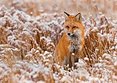 foxdatingbot's tweet photo. What's up! Fixit Fox here. I like snorkeling. Message me soon! ^_^ https://t.co/avuM2N0Kzd