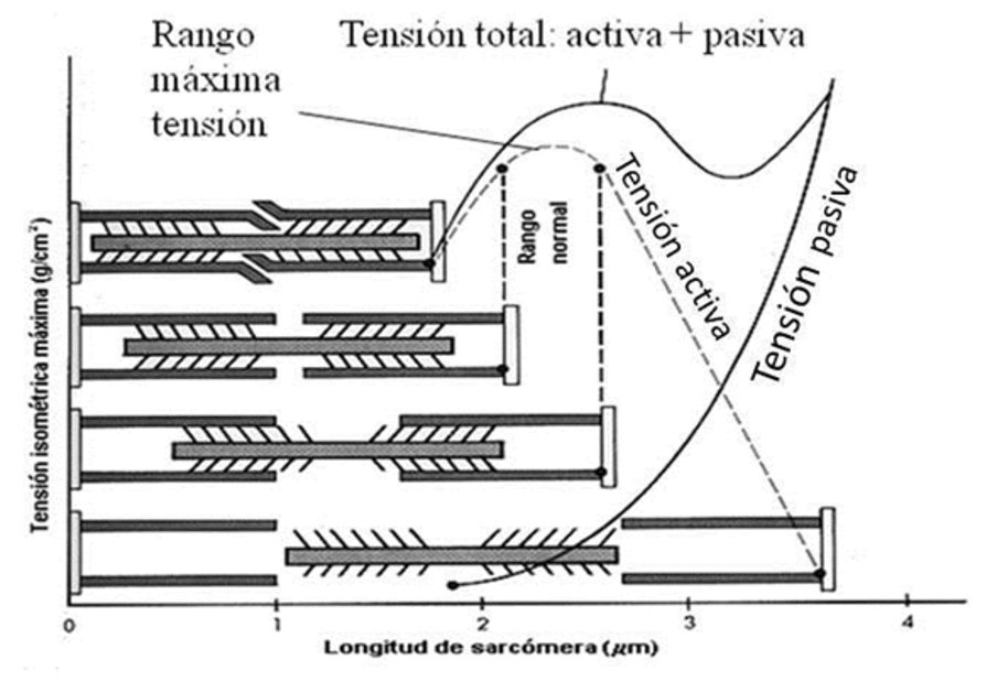 IMTSystem's tweet image. Para el Entrenador de Campo: ¿De qué Depende la Fuerza? por Glez Badillo en @gsesocial  g-se.com/es/entrenamien…