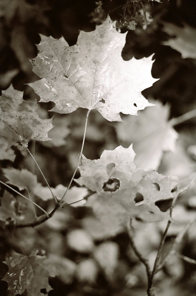 Shot on cheap drug store 35mm film and scanned using a recovered-from-the-trash flatbed scanner