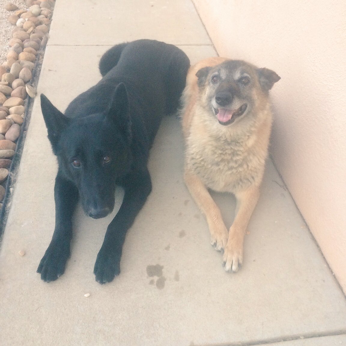 mikebashe's tweet photo. Love my lil woofers #GSD #belmal https://t.co/M21l73CcGl