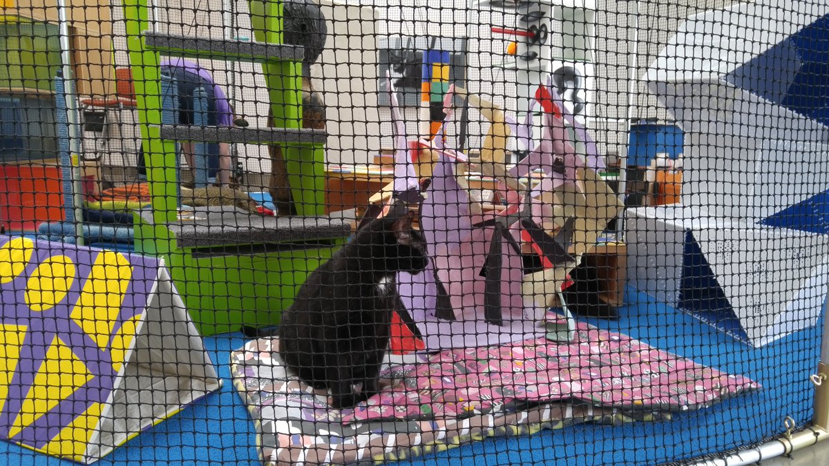 catsinresidence's tweet photo. Enjoy #blackcatappreciationday by planning a trip to @WorcesterArt to see #catsinresidence! https://t.co/oAy4oXy3yk https://t.co/OYNt5UUBTZ