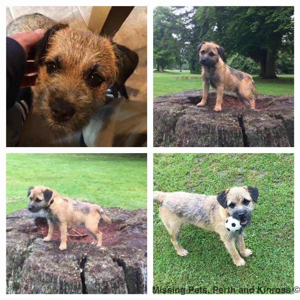 The_Animal_Team's tweet photo. #stolen puppy from elderly owners house by a man in van marked "Hedge Trimmings" on side Dryburugh #lockhee #Dundee https://t.co/P2DgPFoUAv