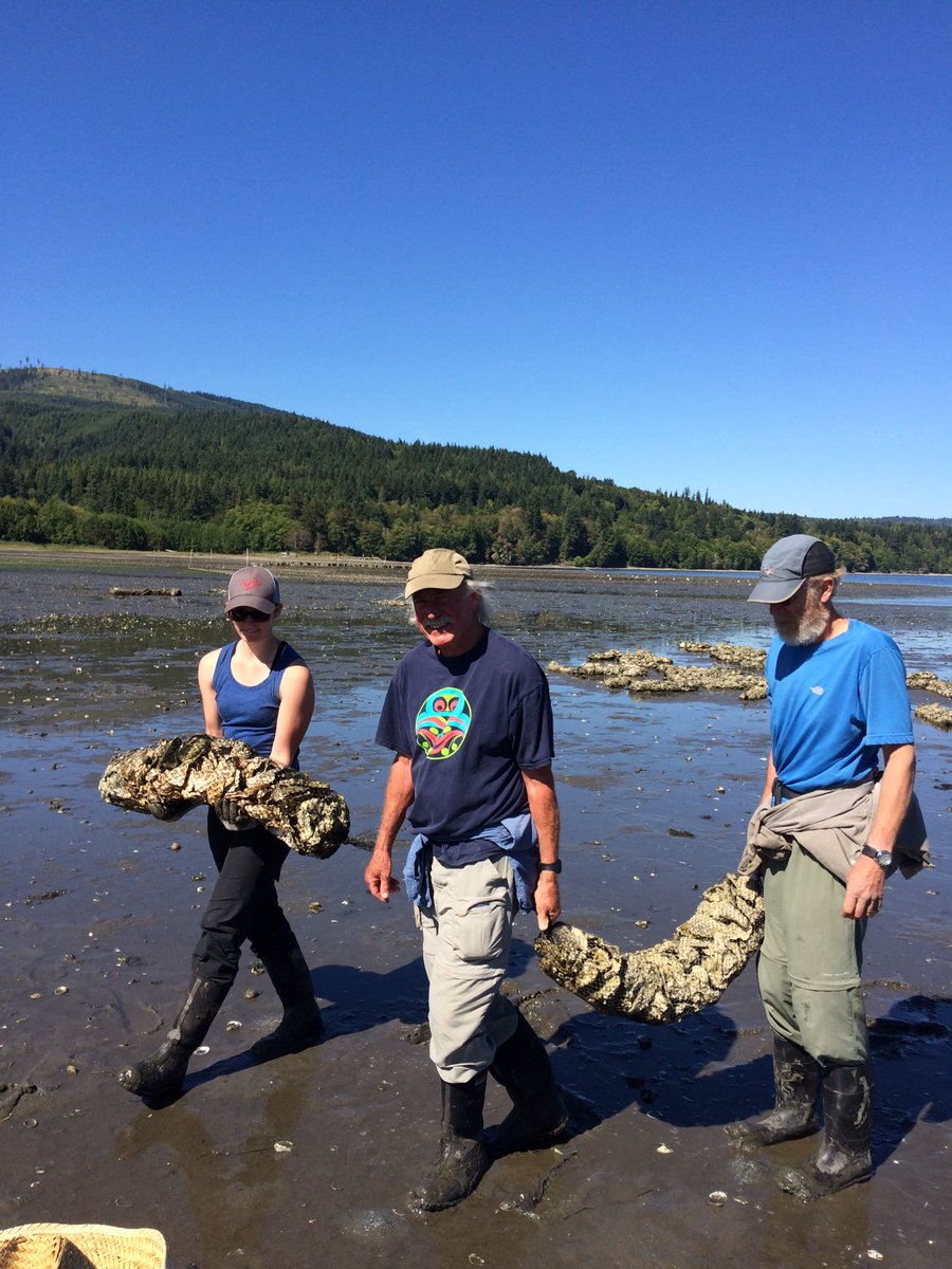 hartnws's tweet photo. @NWStraits #ClallamMRC using some "teamwork" to #restoreolympias https://t.co/4uqrNl18By