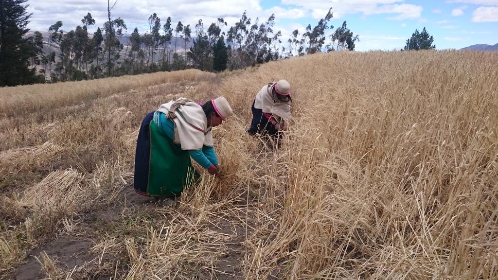 JuanElPerez68's tweet photo. #InfoMAGAP| Productores de cebada de CORPOPURUWA #Palmira celebran el canto ritual del #Jahuay en #Chimborazo https://t.co/t54HrxN318