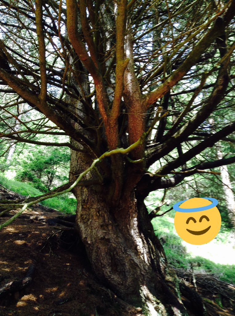 leonvoltolini's tweet image. Sono andato a fare una passeggiata e mi è piaciuta!👍