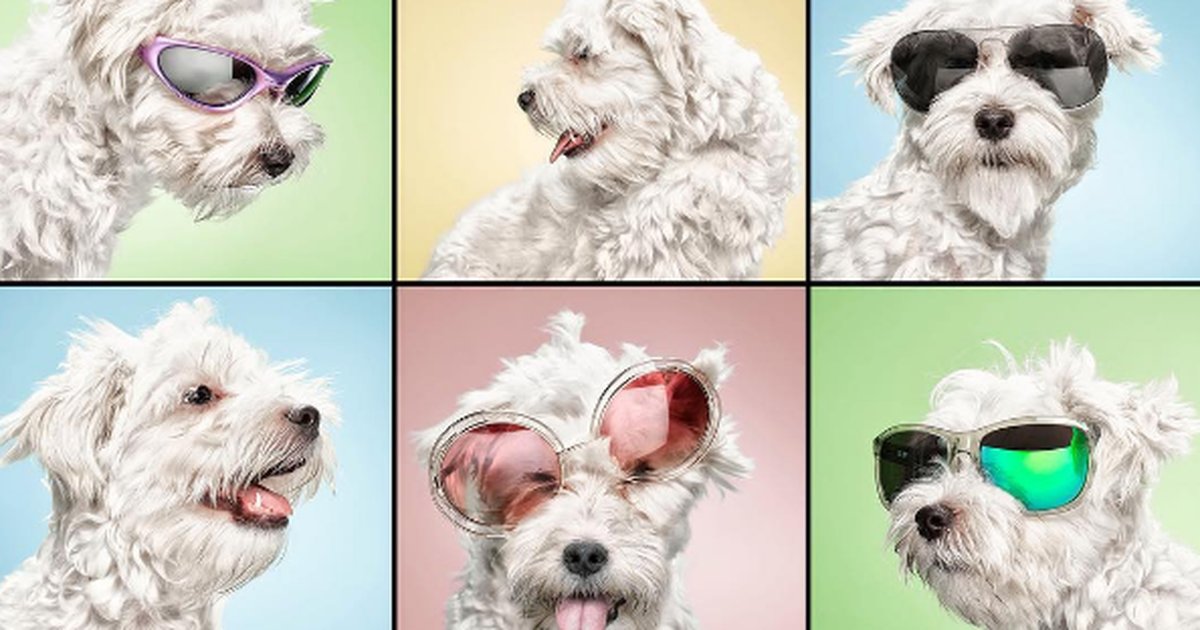 L:earn how social media helps bring these shelter animals out of the shadows: on.mash.to/2aLWRxt via <a href="/mashable/">Mashable</a>