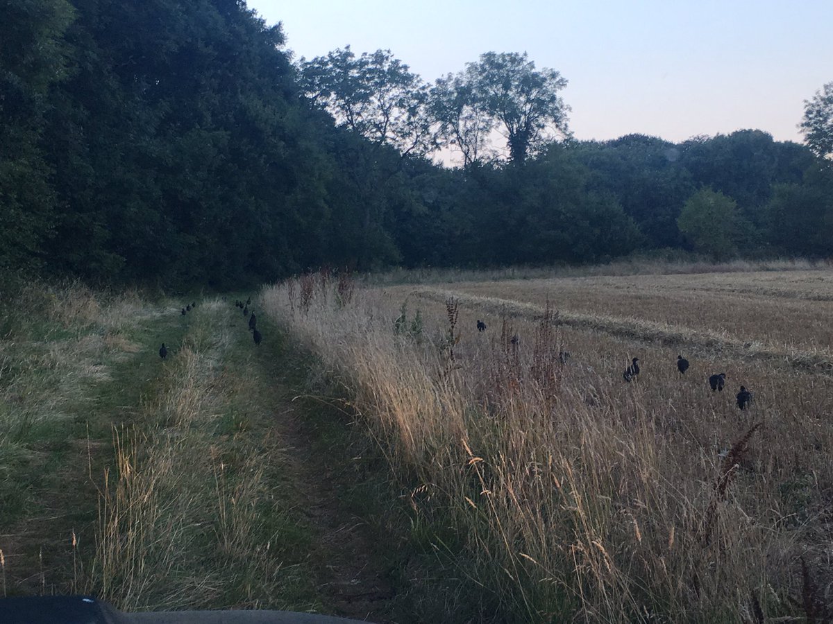 lesbashford's tweet photo. These mellys are driving me mad ππ» #Gamekeeping #doggingin https://t.co/SePMsliVqA