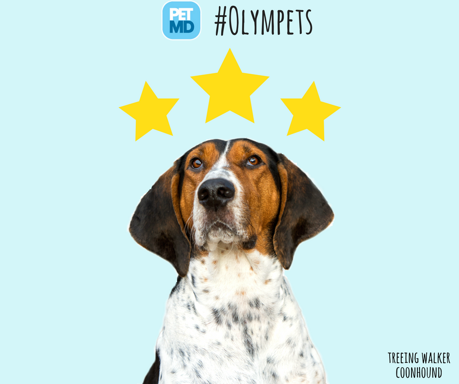 PetMD's tweet photo. Winning gold in the #hunting category of the 2016 #Olympets - the Treeing Walker Coonhound! https://t.co/rkfNKhPtbr