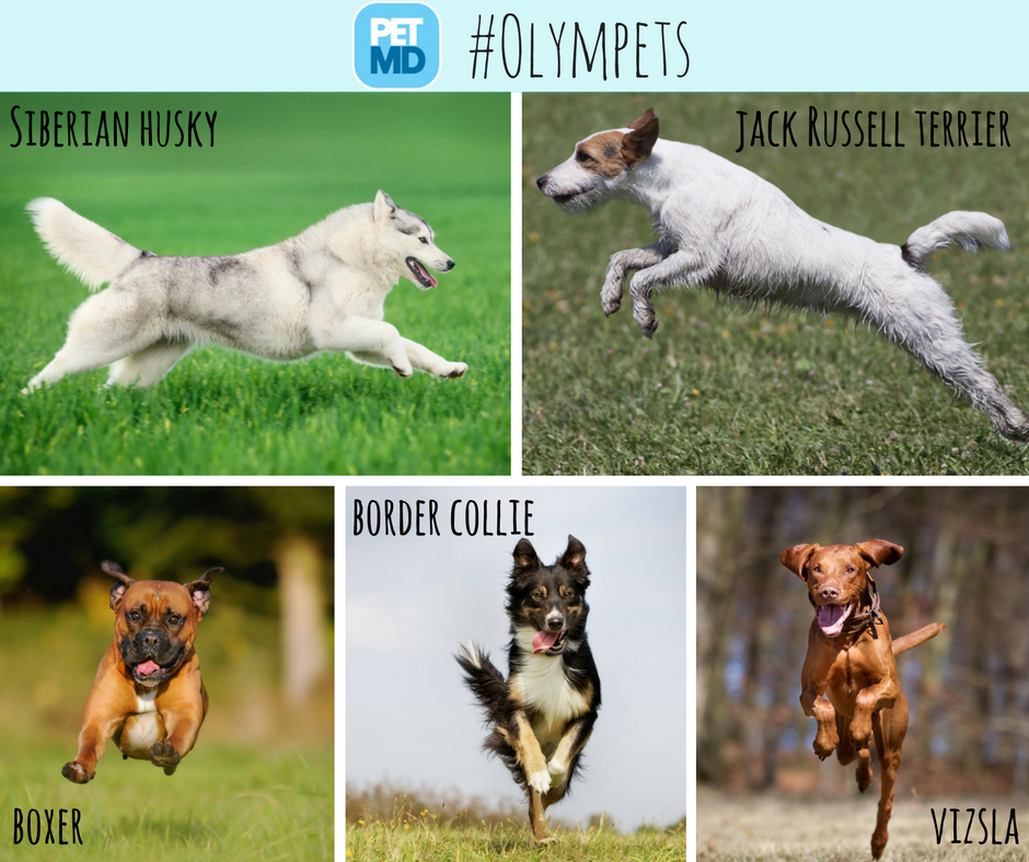 PetMD's tweet photo. The final event in the 2016 #Olympets is the #triathalon. Who will take home the top prize? https://t.co/I94ftIhJgB
