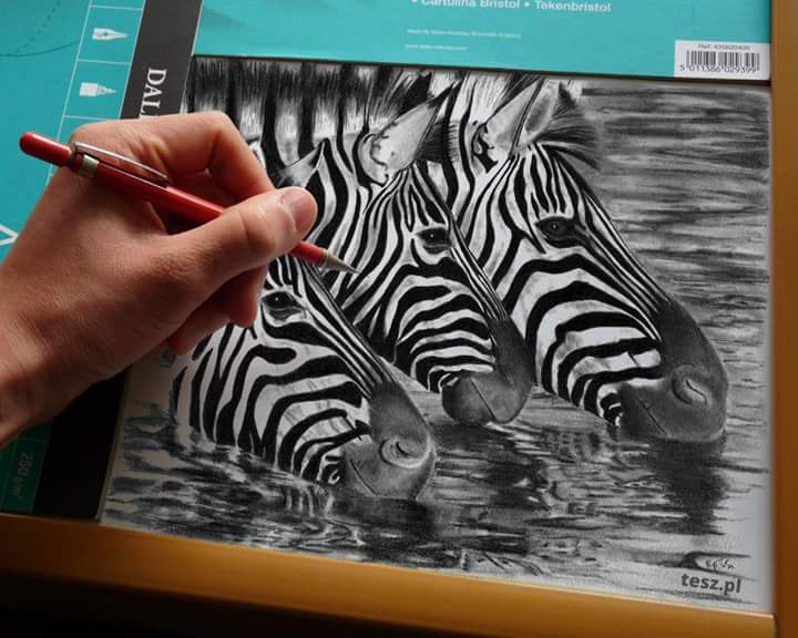 TeSz_pl's tweet photo. More on my website https://t.co/bz1P9WSPy7 #tesz #drawing #sketch #pencil #Animal #zebra #poland #art #illustration https://t.co/9EFv1JrADy