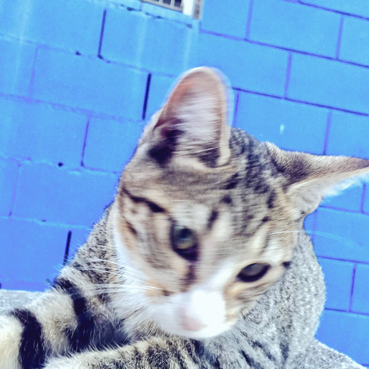 matilde_RCDE's tweet photo. Soy Matilde, nací en la Ciutat Esportiva Dani Jarque. Ahora vivo en #Gràcia. 100% Perica! Miau! #rcde https://t.co/0P2IjgDSWn