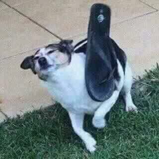 educibelli's tweet photo. ja q eh pá tomba tombei https://t.co/62Z9NGPquP