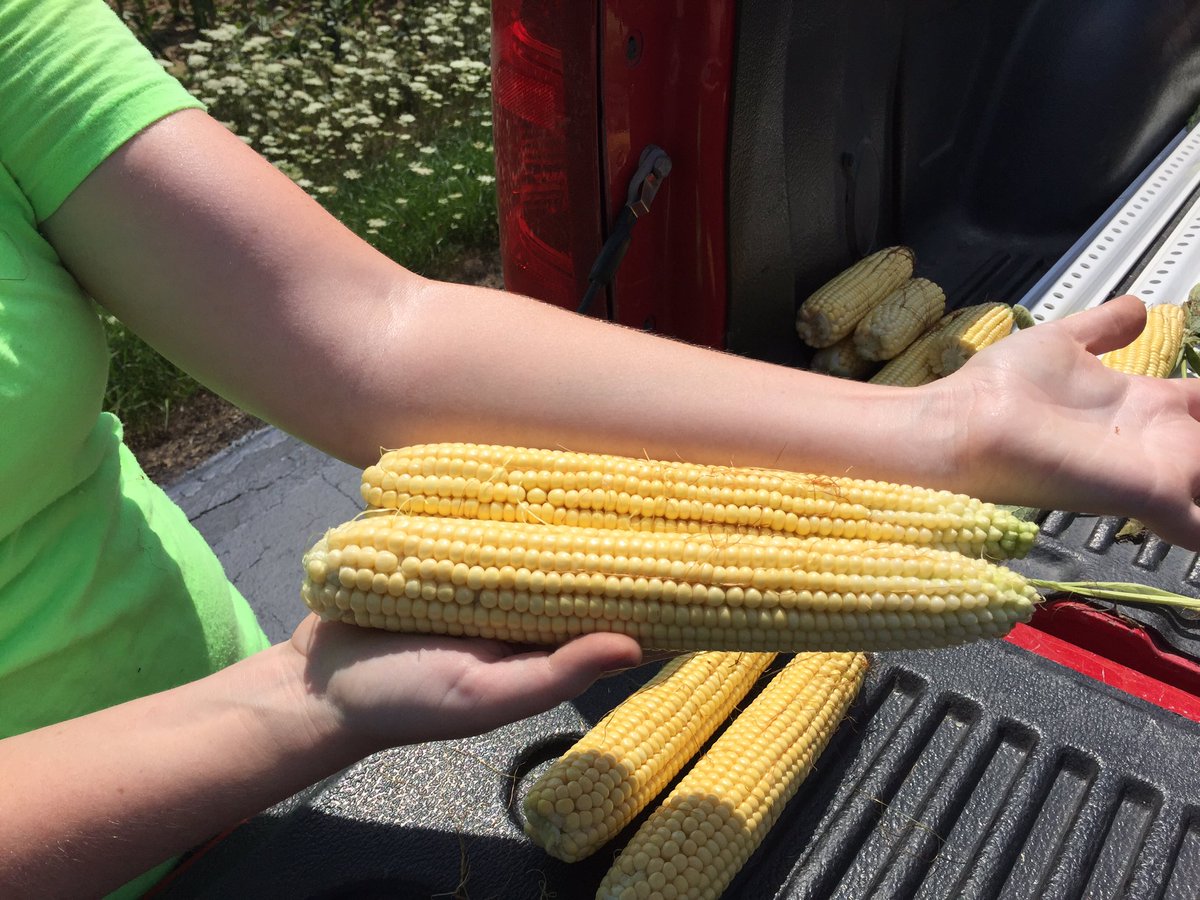sassyagronomist's tweet photo. You can't tell me 197-66VT2PRIB doesn't have flex. #placedtoperform https://t.co/vf7Rp1XKLT