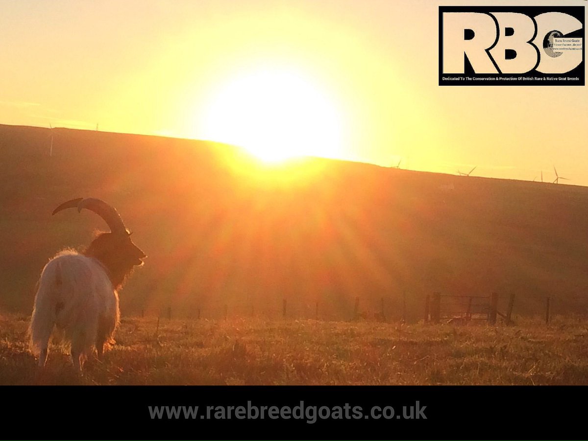 RareBreedGoats's tweet photo. What a glourious evening with one of our stunning Bagot Billies #bagotgoats #rarebreedgoats #caithness #sunset https://t.co/sqIiZCYYWu