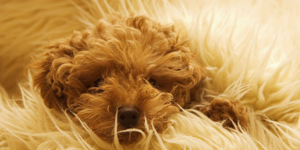 h2hShowcase's tweet image. RT @ELLEDECOR: 10 Dogs Who Think Rugs Make Them Invisible bit.ly/2byTe0y
