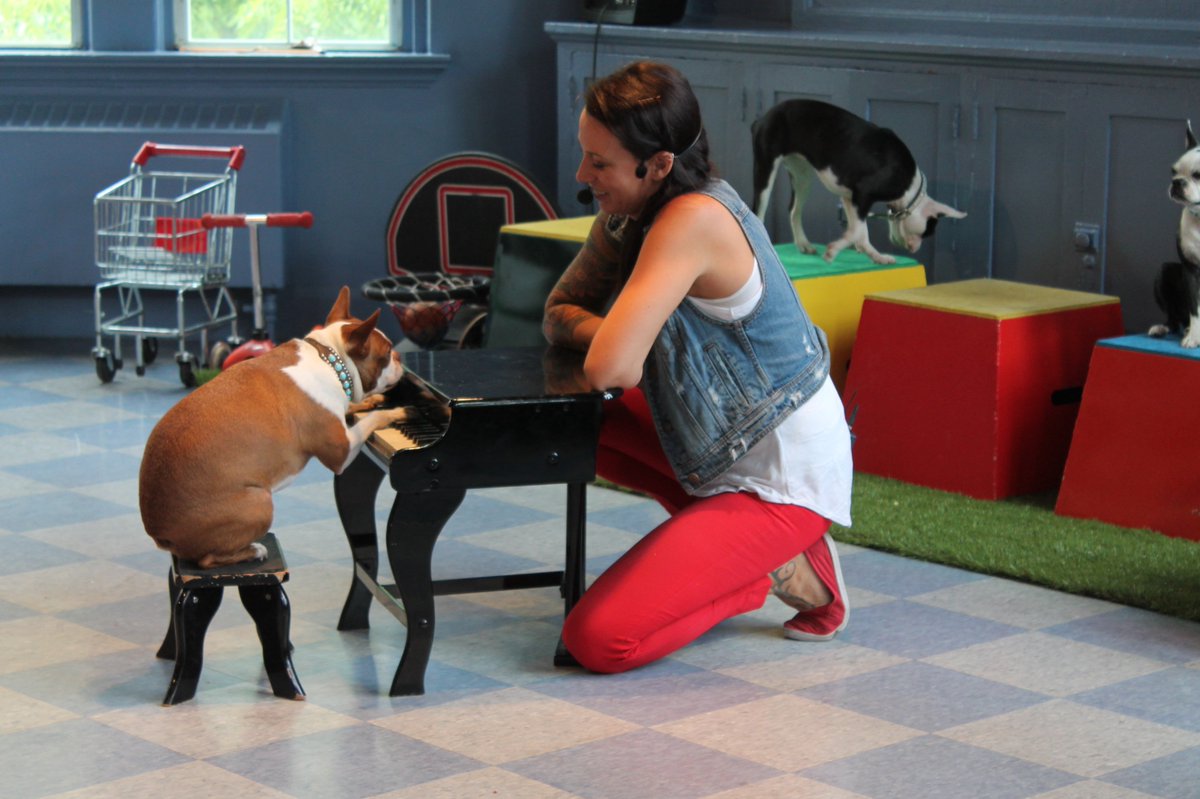 ldnchildmuseum's tweet photo. Day 48 was incredible with our amazing special guest #UltimuttsStuntDogShow. #65daysofplay #ldnont https://t.co/2EE9rx9lQe