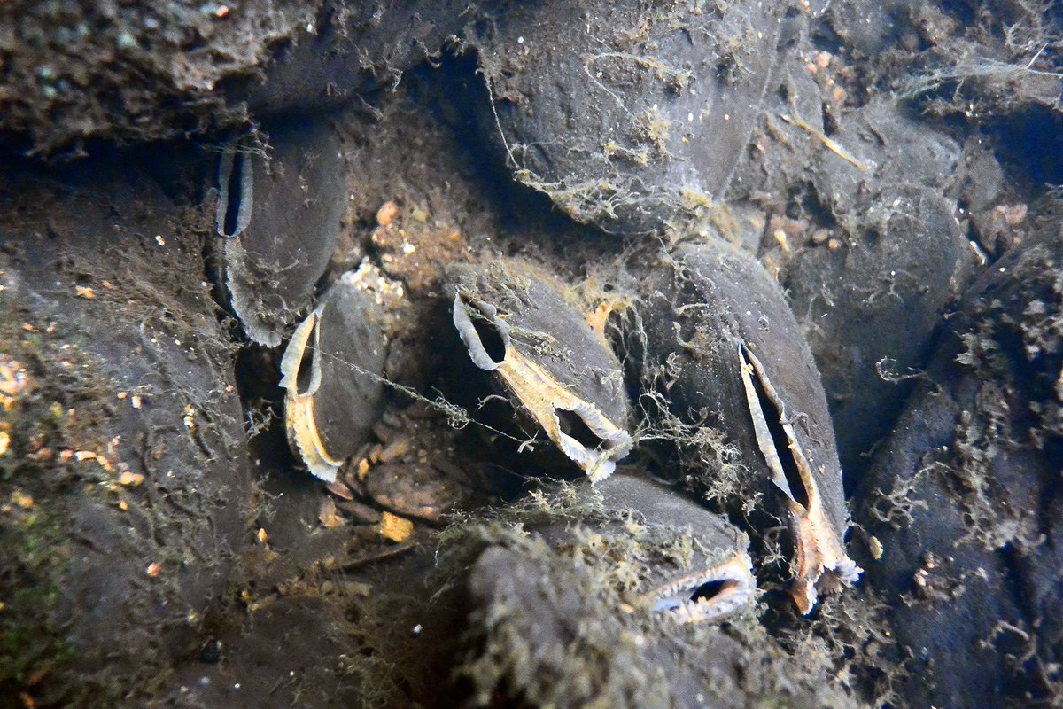 EcofactEcology's tweet photo. Freshwater Pearl Mussels from our ongoing surveys; River Roughty, Co Kerry. https://t.co/zAEsiH0NYF