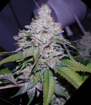 MMJAdvocatesGrp's tweet photo. Strain of the day: Purple Arrow. #PurpleArrow is great for #pain, #PMS and #musclespasms https://t.co/VwPpVATvBr