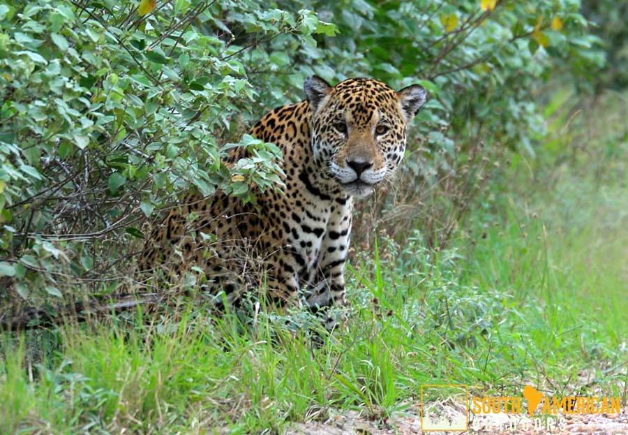 SAOutdoorTravel's tweet photo. View the elusive Bolivian Jaguar in the wild. https://t.co/AOCzwfyAwf #Bolivia #WildlifeWednesday @boliviatravel1 https://t.co/nHGKUBDT0j