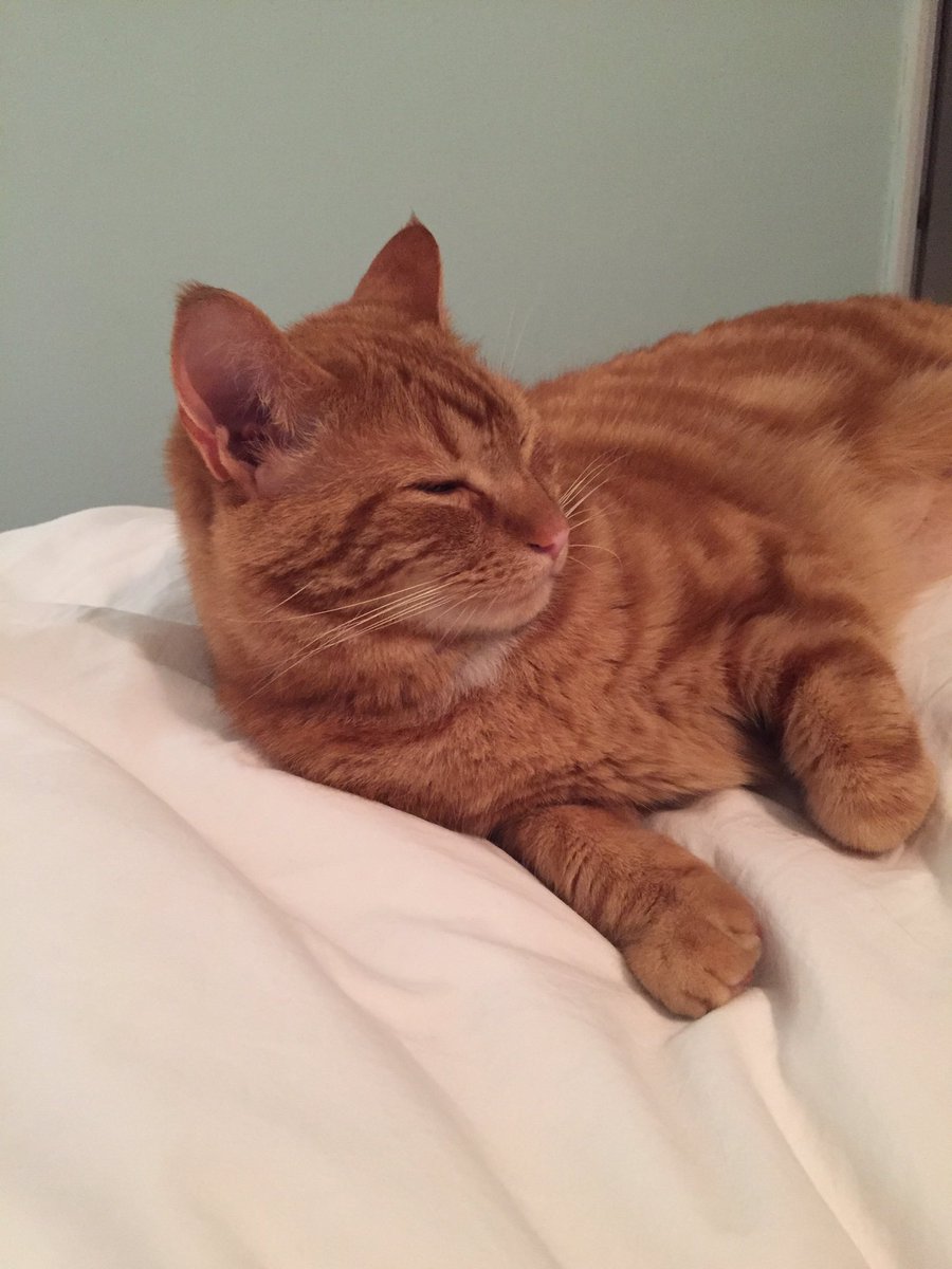 HashtagCatbear's tweet photo. @_GBHockey been having a catnap. What did I miss? #hockey #Olympics #dansonsonfireyourdefenceisterrified https://t.co/lEPGU01New