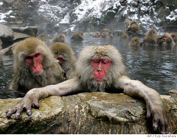 disasterhimbo_'s tweet photo. @Alldogsaredead @RetroArchetype @zoesanspants spa monkey #shutupasecond https://t.co/dnlPklvMDD