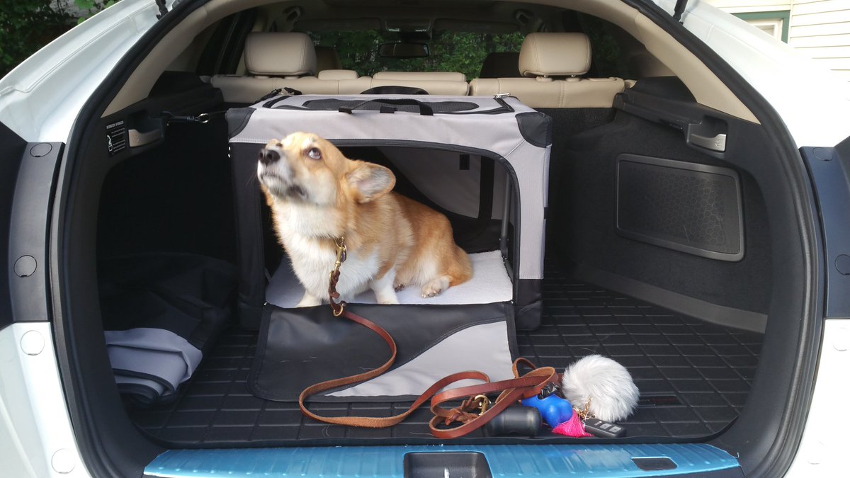 StumpersCorgi's tweet photo. Checking out my new ride... #NotSureAboutThis #corgi https://t.co/n8BB7MEfza