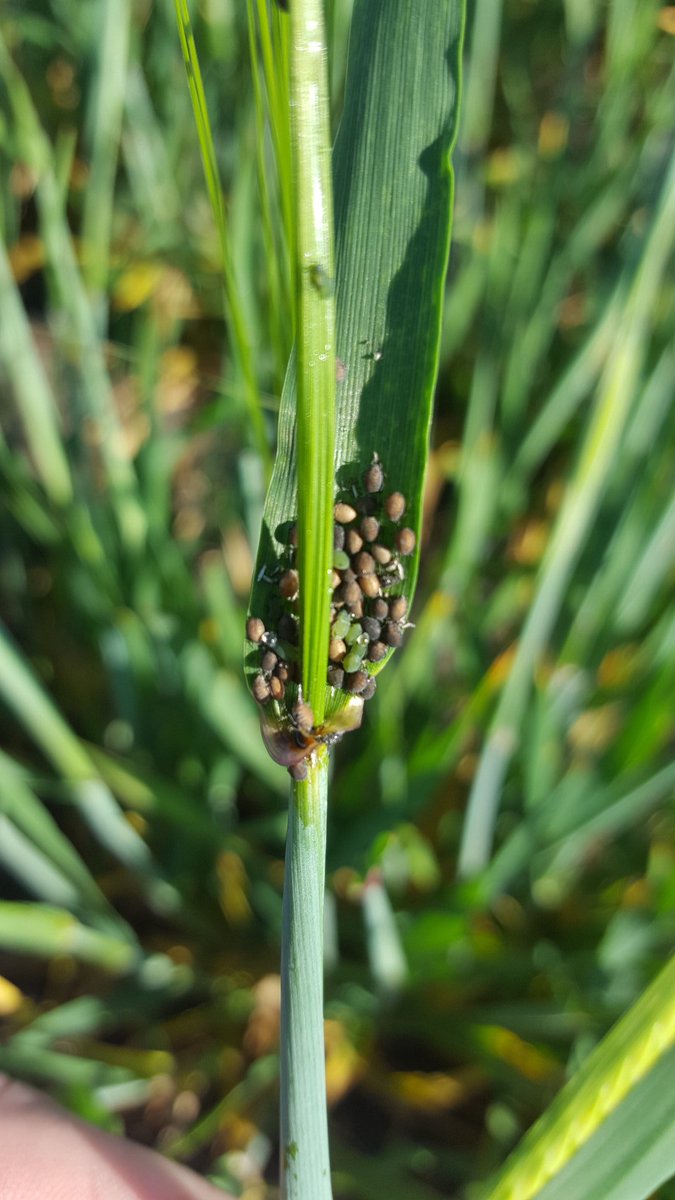 Here comes the cavalry. Parasitic wasps going to work in compass barley. #ipm # aphids #barley #compassbarley